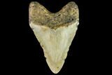 Fossil Megalodon Tooth - North Carolina #109866-2